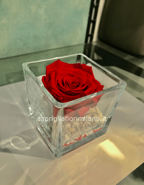 Rosa rossa Stabilizzata