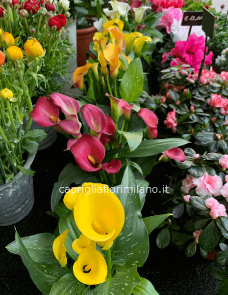 Calle colore in base alla disponibilità