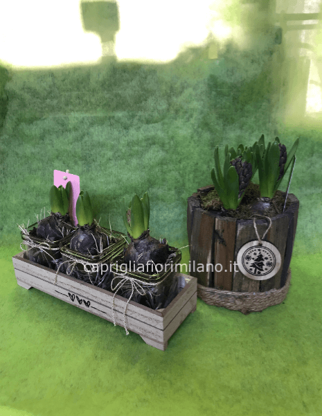 composizione bulbi Giacinti