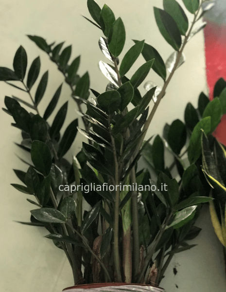 Zamioculcas